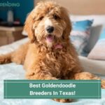Goldendoodle Puppies In Texas - Top 4 Breeders! (2023)