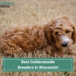 Best-Goldendoodle-Breeders-In-Wisconsin-template
