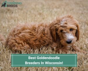 Best-Goldendoodle-Breeders-In-Wisconsin-template