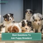 Best Questions To Ask Puppy Breeders! (2022)