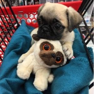 Blaque-Pug