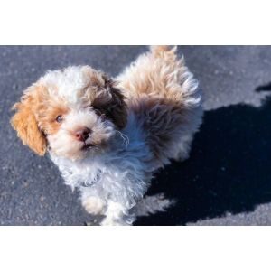Bliss-Kennels