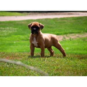 Boxer-Dog-Grinding-Teeth