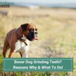 Boxer Dog Grinding Teeth? 5 Reasons Why & What To Do! (2022)