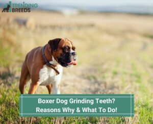 Boxer-Dog-Grinding-TeethReasons-Why-What-To-Do-template