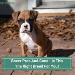 Boxer Pros And Cons - Is This The Right Breed For You? (2022)