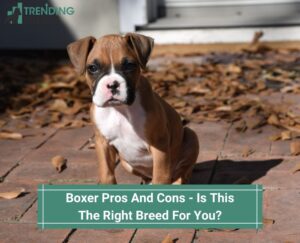 Boxer-Pros-And-Cons-Is-This-The-Right-Breed-For-You-template