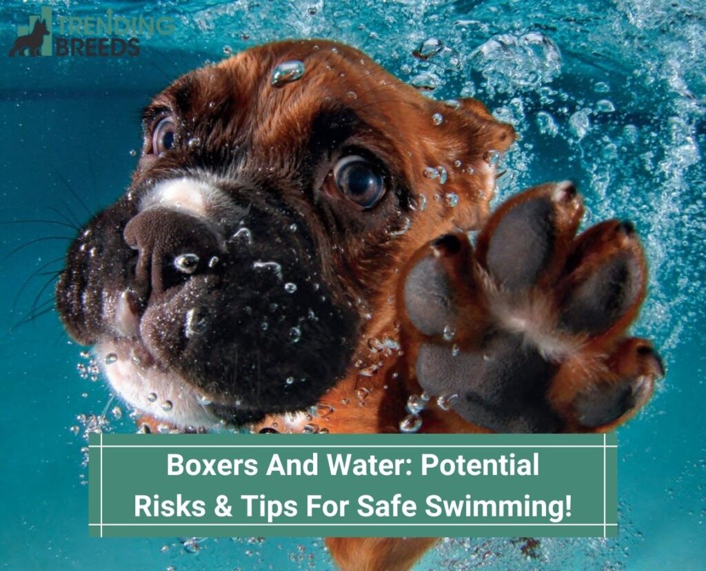 Boxers-And-Water-Potential-Risks-Tips-For-Safe-Swimming-template