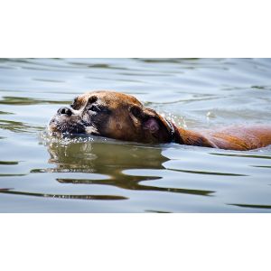 Boxers-And-Water