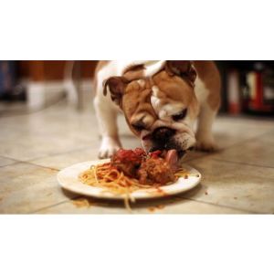 Can-Bulldogs-Eat-Human-Food