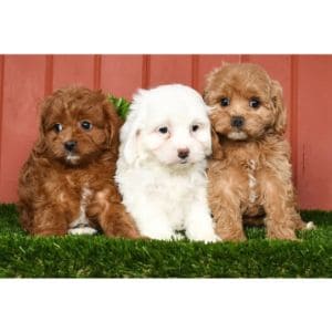 Can-You-Estimate-a-Cavapoos-Full-Grown-Size