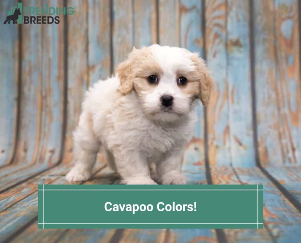 Cavapoo-Colors-template