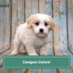 Cavapoo Colors Guide - With Tons Of Pictures! (2023)