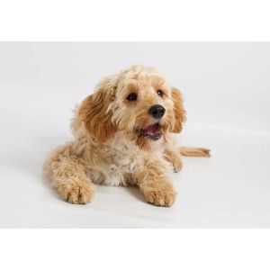 Cavapoo-Colors