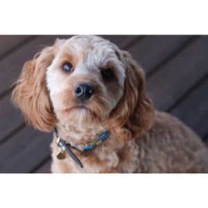 Cavapoo-Full-Grown-Weight