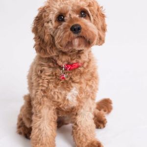 Cavapoo-Growth-Chart-Average-Weight-by-Age