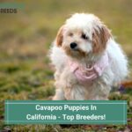 Cavapoo Puppies In California - Top 4 Breeders! (2023)