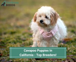 Cavapoo-Puppies-In-California-Top-Breeders-template