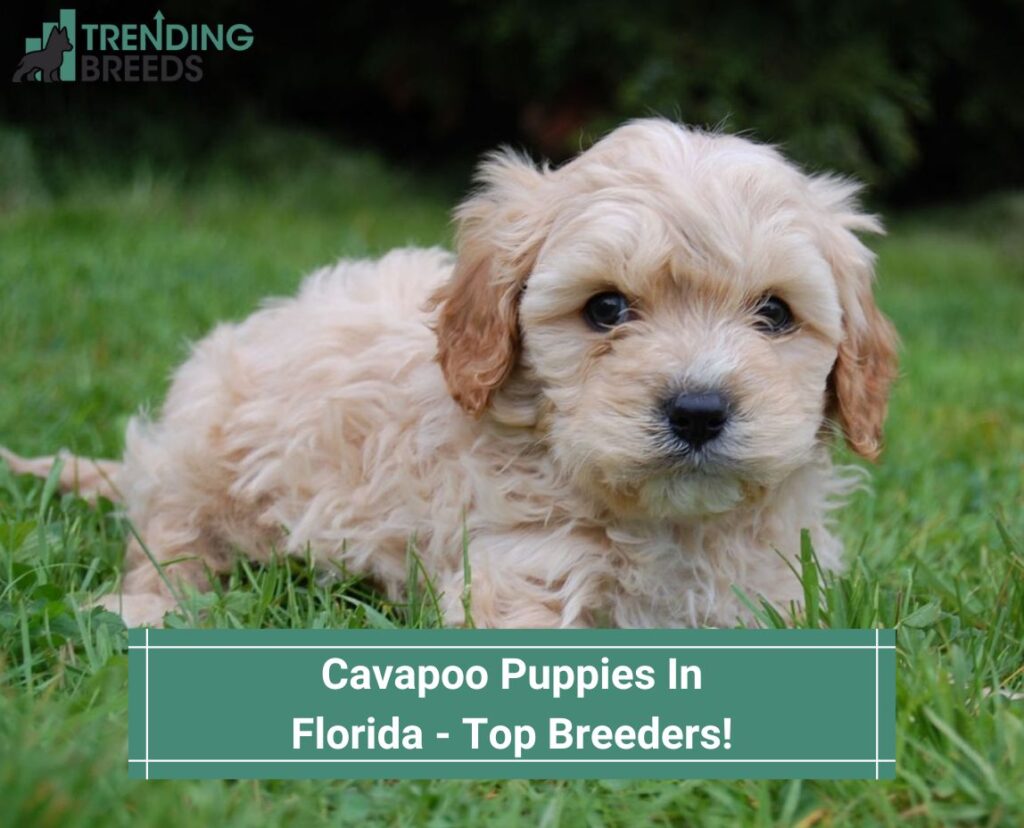 Cavapoo-Puppies-In-Florida-Top-Breeders-template