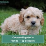 Cavapoo Puppies In Florida - Top 3 Breeders! (2022)