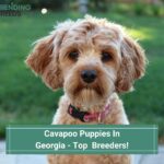 Cavapoo Puppies In Georgia - Top 3 Breeders! (2023)