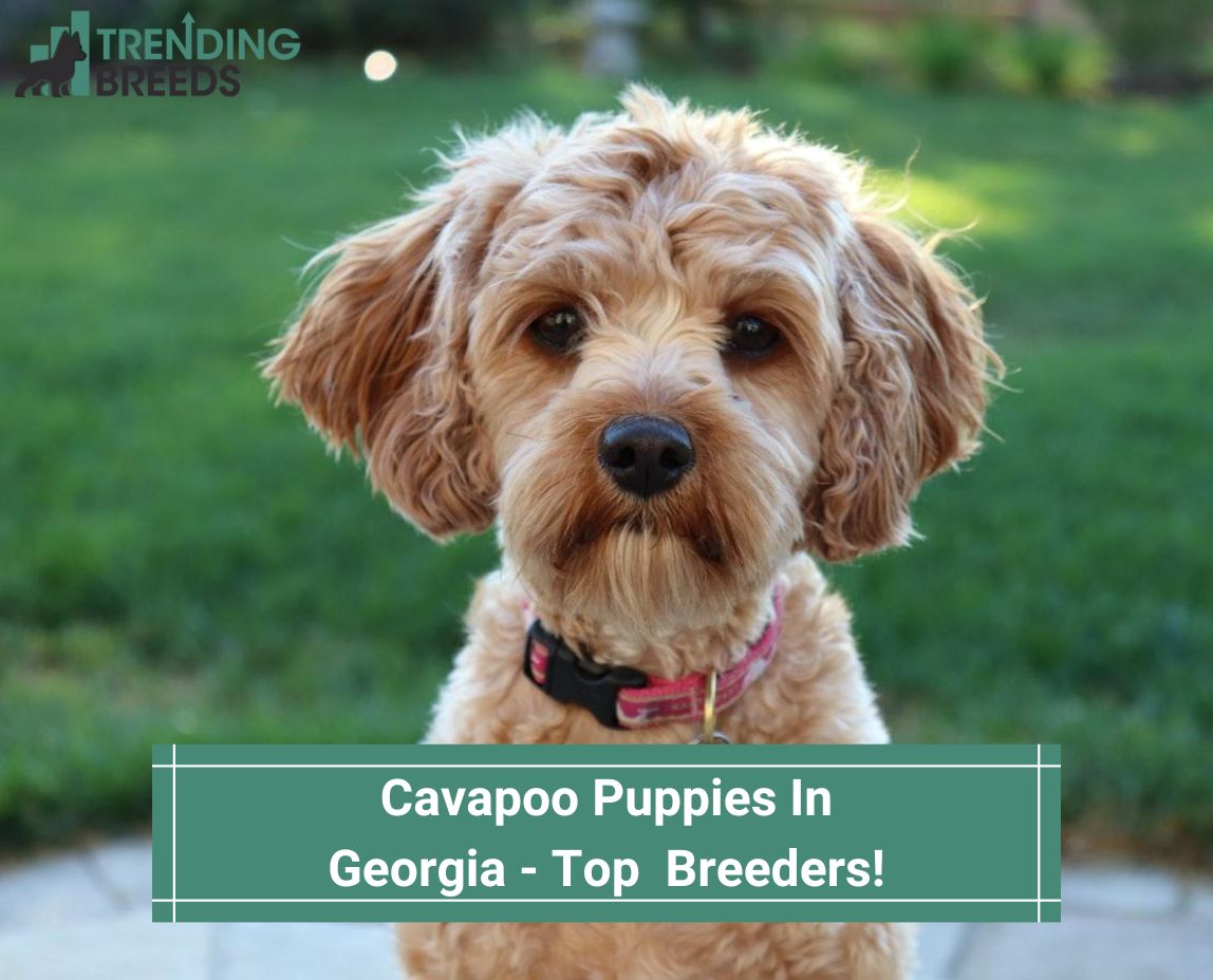 Cavapoo Puppies In Georgia – Top 3 Breeders! (2023)