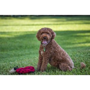 Cavapoo-Puppies-In-Maryland