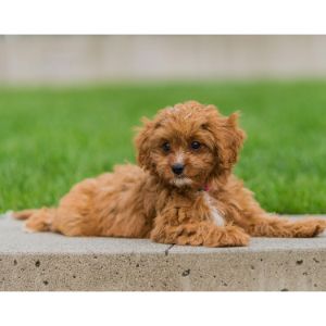 Cavapoo-Puppies-In-New-Jersey