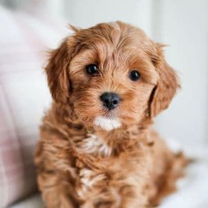 Cavapoo-Puppies-In-Ohio