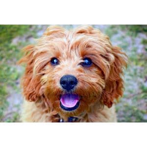 Cavapoos-Have-Other-Special-Traits