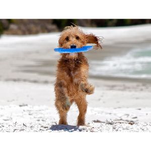 Cockapoo-Breeders-In-Georgia