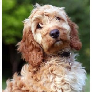 Cockapoo-Breeders-In-Maryland