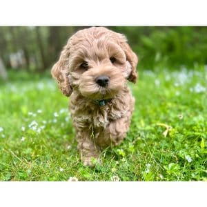 Cockapoo-Breeders-In-New-Jersey