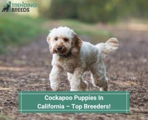 Cockapoo-Puppies-In-California–Top-Breeders-template