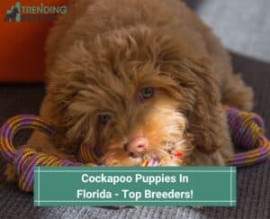 Cockapoo-Puppies-In-Florida-Top-Breeders-template