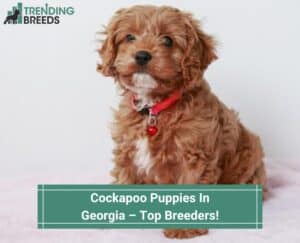 Cockapoo-Puppies-In-Georgia–Top-Breeders-template