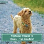 Cockapoo-Puppies-In-Illinois–Top-Breeders-template