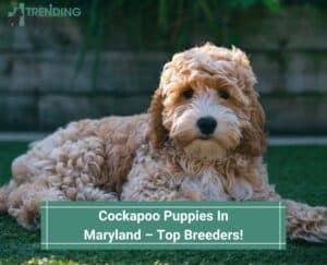 Cockapoo-Puppies-In-Maryland–Top-Breeders-template