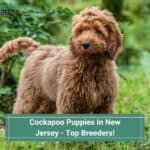 Cockapoo-Puppies-In-New-Jersey-Top-Breeders-template