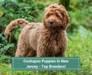 Cockapoo-Puppies-In-New-Jersey-Top-Breeders-template