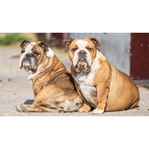 Common-Bulldog-Health-Problems-That-Affect-Their-Lifespan