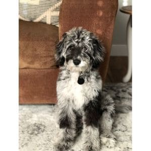Conclusion-For-Best-Aussiedoodle-Rescues-In-The-USA