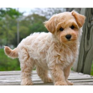 Conclusion-For-Best-Cavapoo-Breeders-In-California