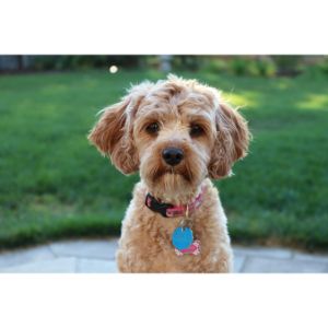 Conclusion-For-Best-Cavapoo-Breeders-In-Florida