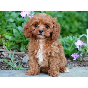 Conclusion-For-Best-Cavapoo-Breeders-In-Georgia