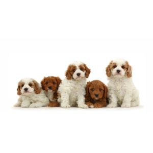 Conclusion-For-Best-Cavapoo-Breeders-In-Maryland