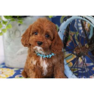 Conclusion-For-Best-Cavapoo-Breeders-In-New-Jersey