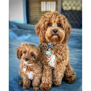 Conclusion-For-Best-Cavapoo-Breeders-In-Ohio