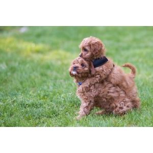 Conclusion-For-Best-Cavapoo-Breeders-In-Texas