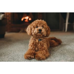 Conclusion-For-Best-Cavapoo-Breeders-In-Virginia